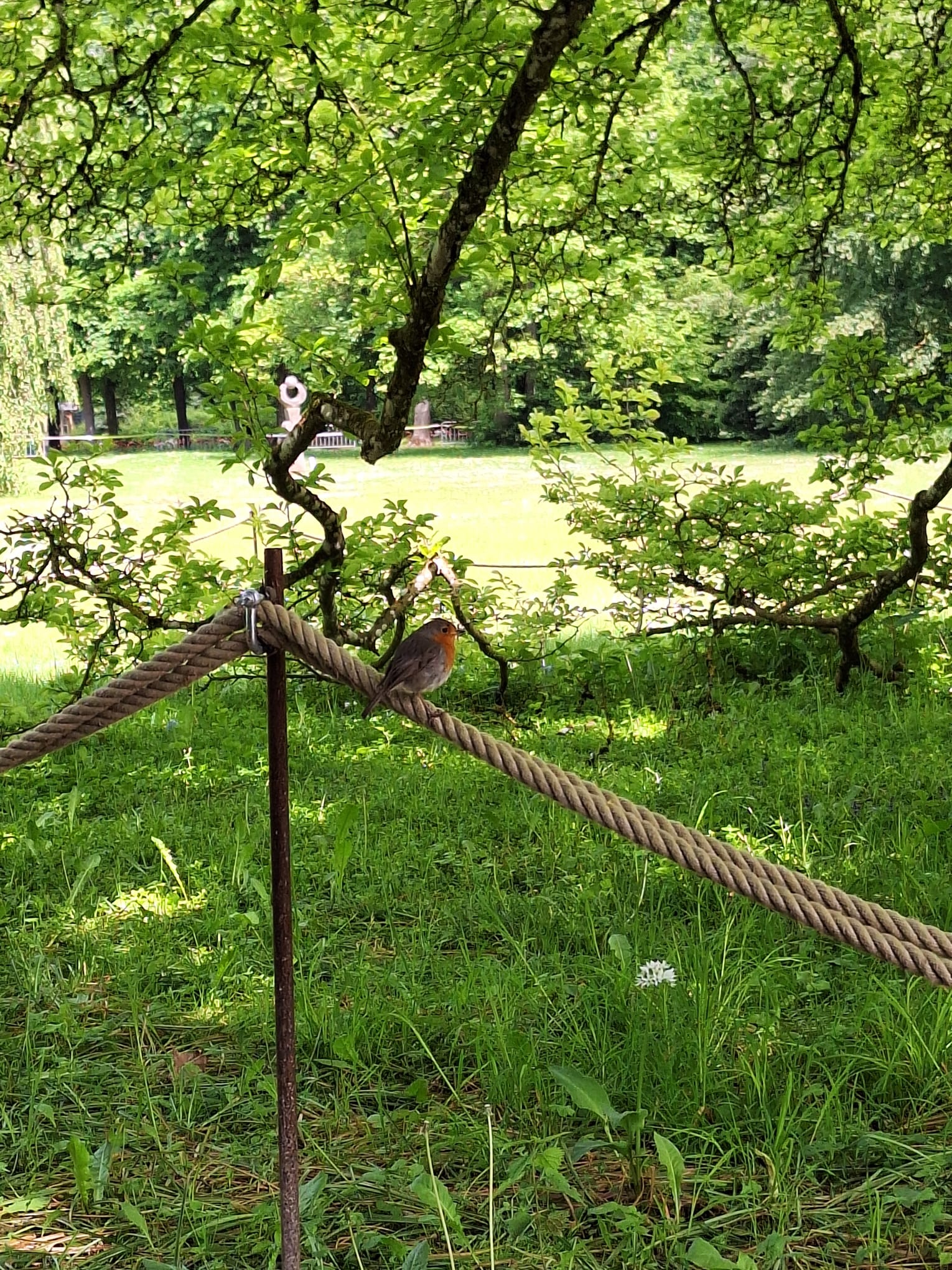 Rood vogeltje