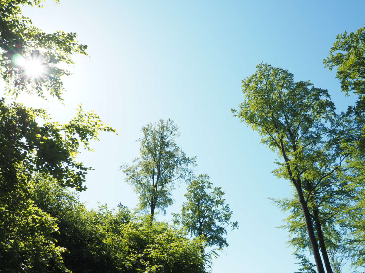 Zon en strak blauwe lucht