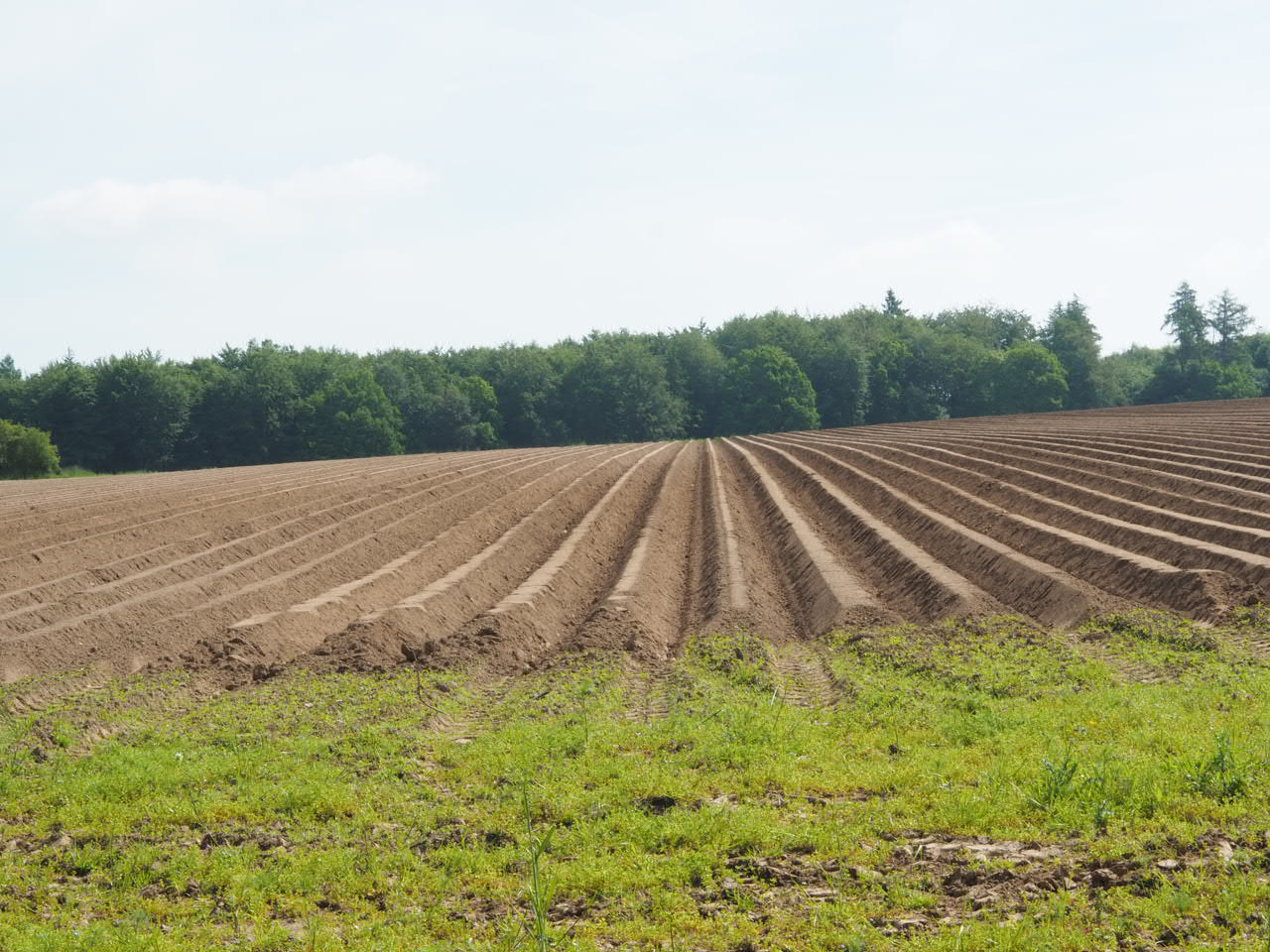 Aspergeveld